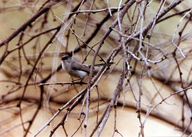 Gnatcatcher, Black-tailed 1, abc B01P40I05